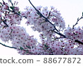 Spring scenery and the end of cherry blossoms 88677872