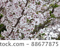 Sakura past full bloom 88677875