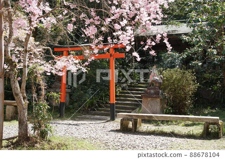 Hyuga Ojinjinga 88678104