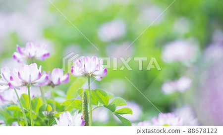 綠肥莊稼,荷花田 綠肥莊稼,荷花田 88678122