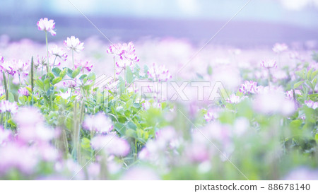 綠肥莊稼,荷花田 綠肥莊稼,荷花田 88678140