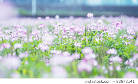 綠肥莊稼，荷花田 88678141