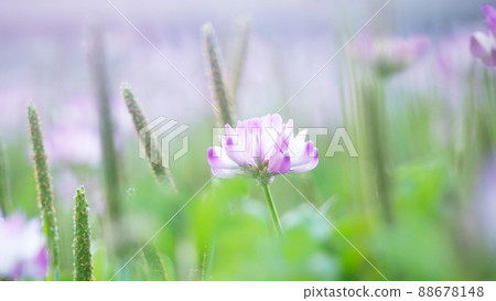 Green manure crops, a field of lotus Green manure crops, a field of lotus 88678148