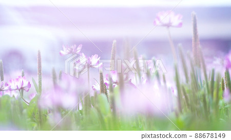 Green manure crops, a field of lotus 88678149