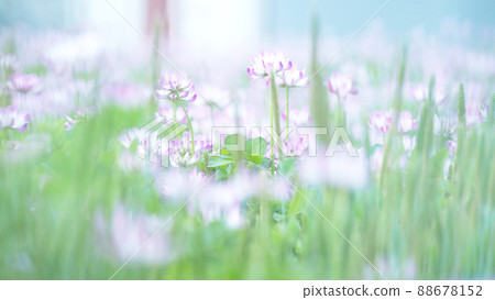Green manure crops, a field of lotus Green manure crops, a field of lotus 88678152