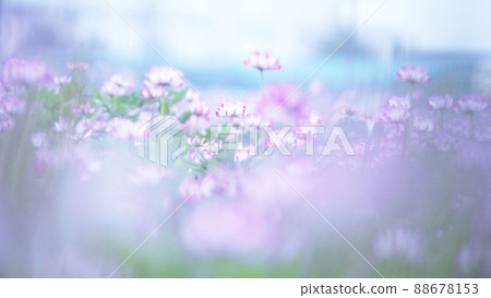 Green manure crops, a field of lotus Green manure crops, a field of lotus 88678153