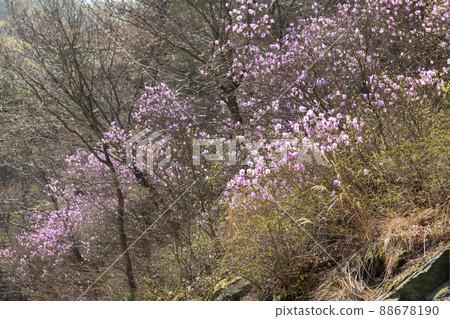 Azalea Azalea 88678190