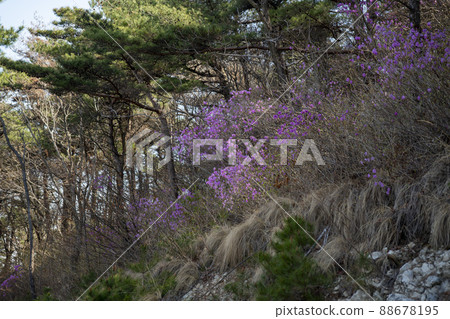 映山紅 映山紅 88678195