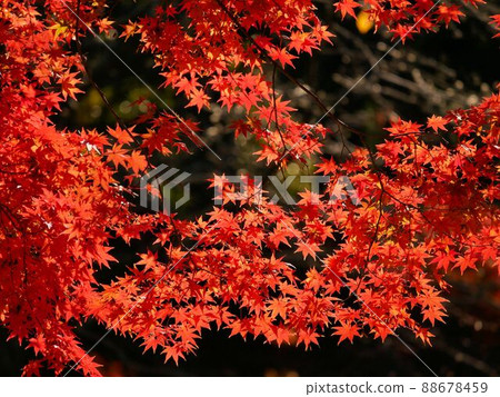 Autumn leaves in the garden of the former Hosokawa Penitentiary House (Kumamoto City) Autumn leaves in the garden of the former Hosokawa Penitentiary House (Kumamoto City) 88678459
