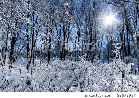 Night view of trees covered with snow in a city park.  88678957