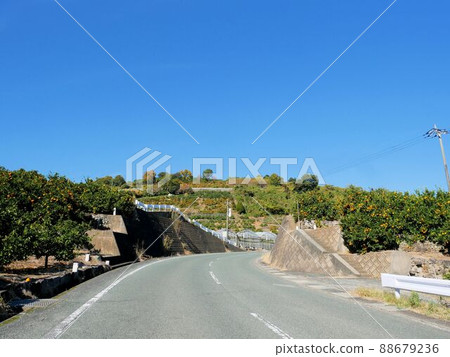 Road through the orchard (Tamana City, Kumamoto Prefecture) 88679236