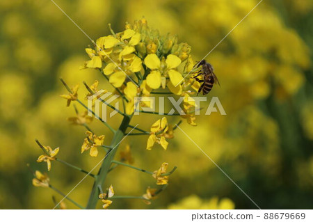 Rape blossoms and bees Rape blossoms and bees 88679669