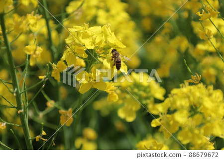 油菜花和蜜蜂 油菜花和蜜蜂 88679672