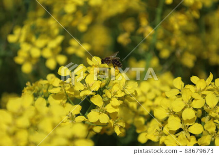 Rape blossoms and bees Rape blossoms and bees 88679673