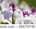 Iris 88679746