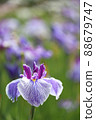 Iris 88679747
