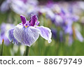 Iris 88679749