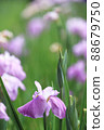 Iris 88679750