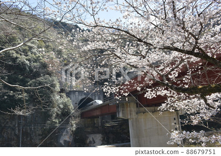 [JR西日本福知山線]櫻花和特快列車 88679751