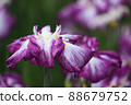 Iris 88679752