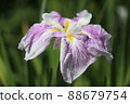 Iris 88679754