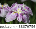 Iris 88679756