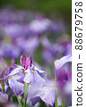 Iris 88679758