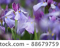 Iris 88679759
