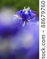 Iris 88679760