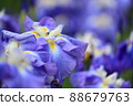 Iris 88679763