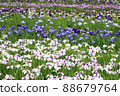 Iris 88679764