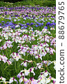 Iris 88679765