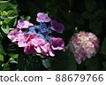  Gaku hydrangea 88679766
