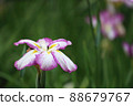 Iris 88679767