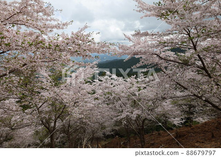 Cherry Blossoms Cherry Blossoms 88679797