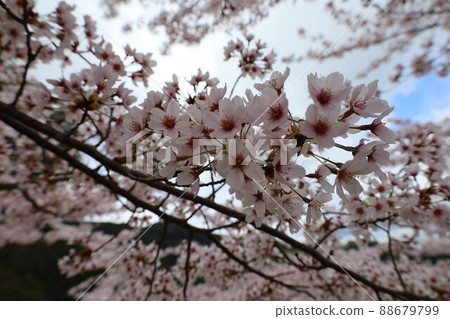 Cherry Blossoms Cherry Blossoms 88679799