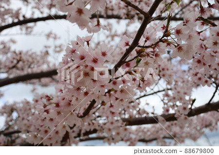 櫻花 櫻花 88679800