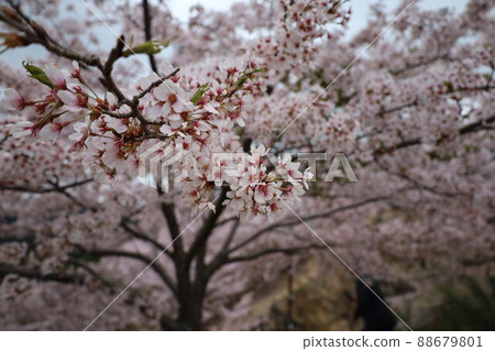 Cherry Blossoms Cherry Blossoms 88679801
