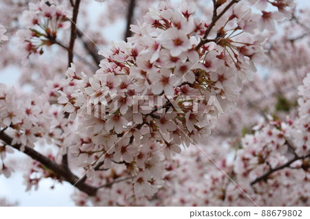 Cherry Blossoms Cherry Blossoms 88679802