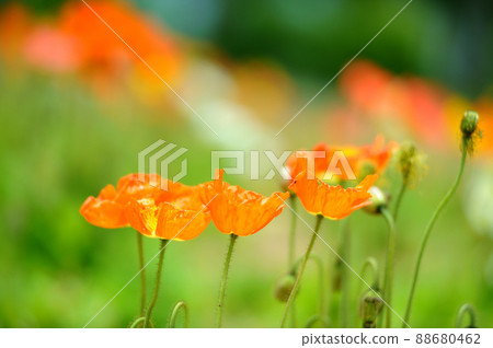 I saw a flower garden someday 88680462