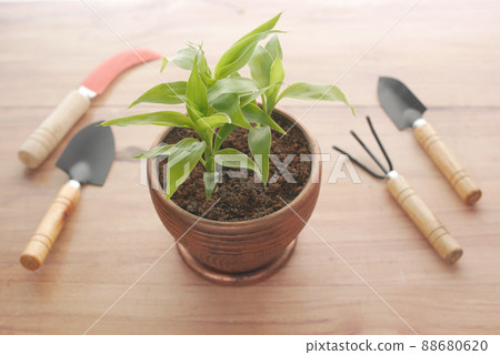 gardening tools and plant on a table with copy space  88680620