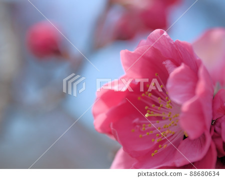 Peach that bloomed in April "Kanhi" 88680634