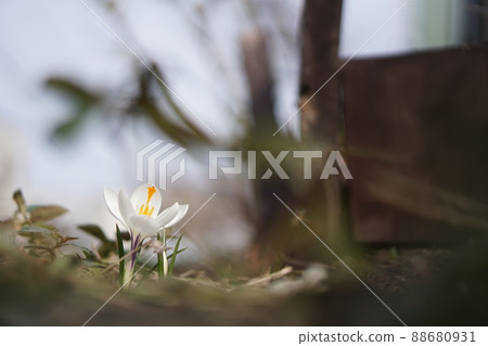 Spring has begun! !! White crocus 88680931