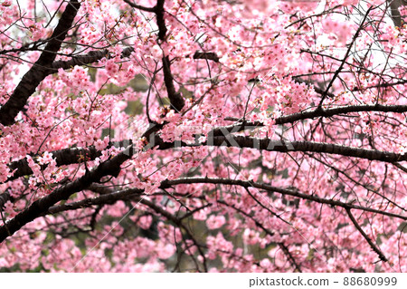 Cherry Blossom Cherry Blossom 88680999