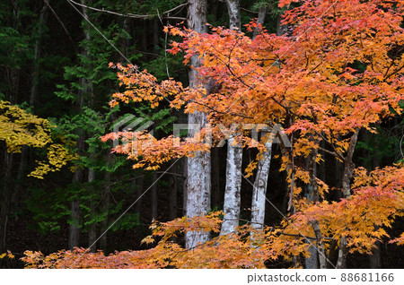 從山上的露營地看秋葉 88681166
