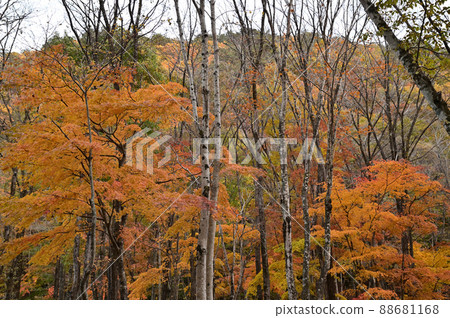 從山上的露營地看秋葉 88681168