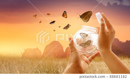 The girl frees the butterfly from the jar, golden blue moment Concept of freedom 88681182