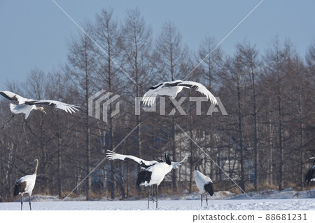A flock of red-crowned cranes flying to the feeding area (Tsurui, Hokkaido) A flock of red-crowned cranes flying to the feeding area (Tsurui, Hokkaido) 88681231