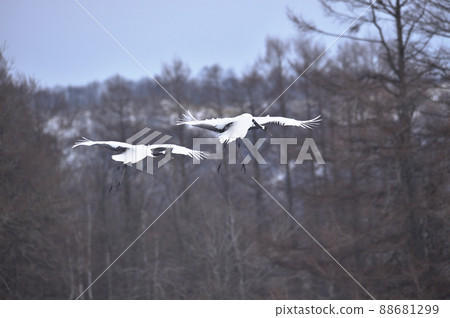 兩架日本鶴飛到餵食區(北海道鶴居) 兩架日本鶴飛到餵食區(北海道鶴居) 88681299