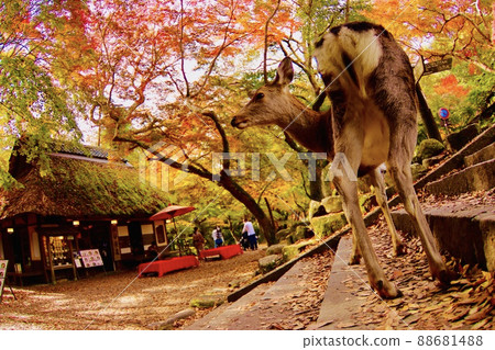 Nara deer Nara deer 88681488